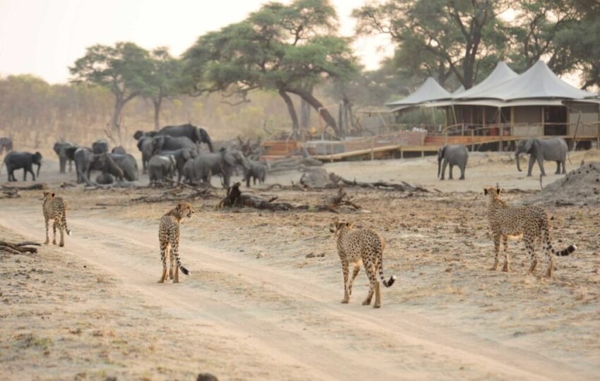 Cheetah's at the Camp