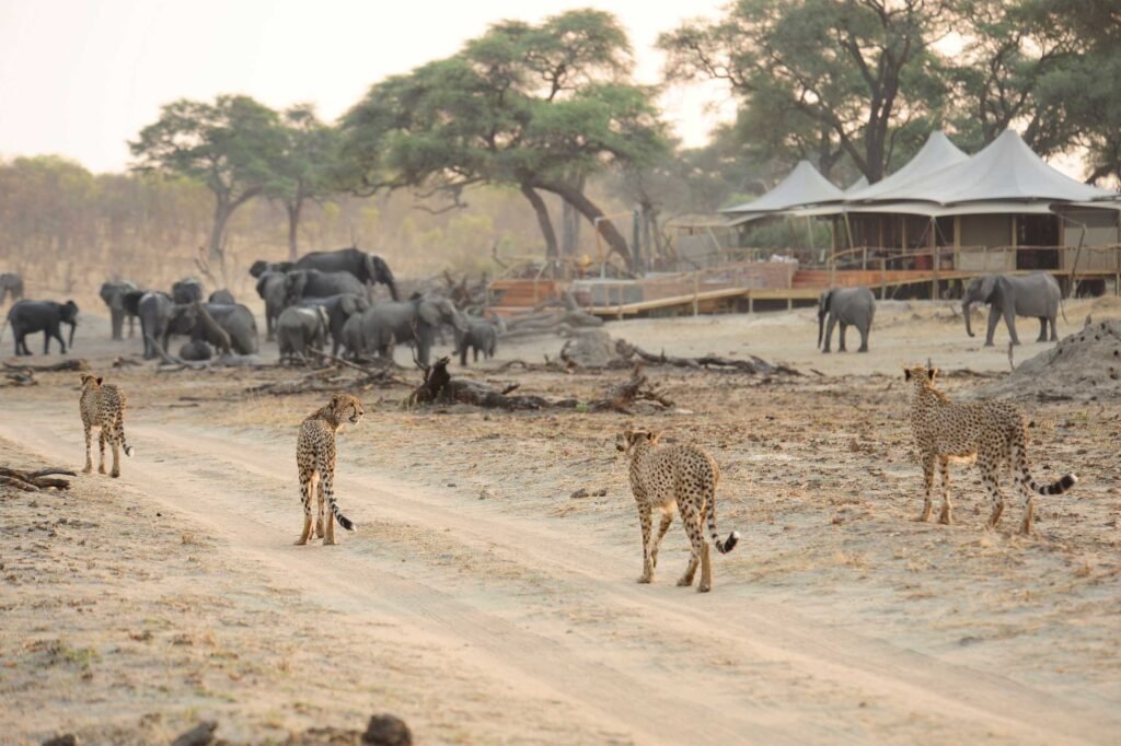 Cheetah's at the Camp