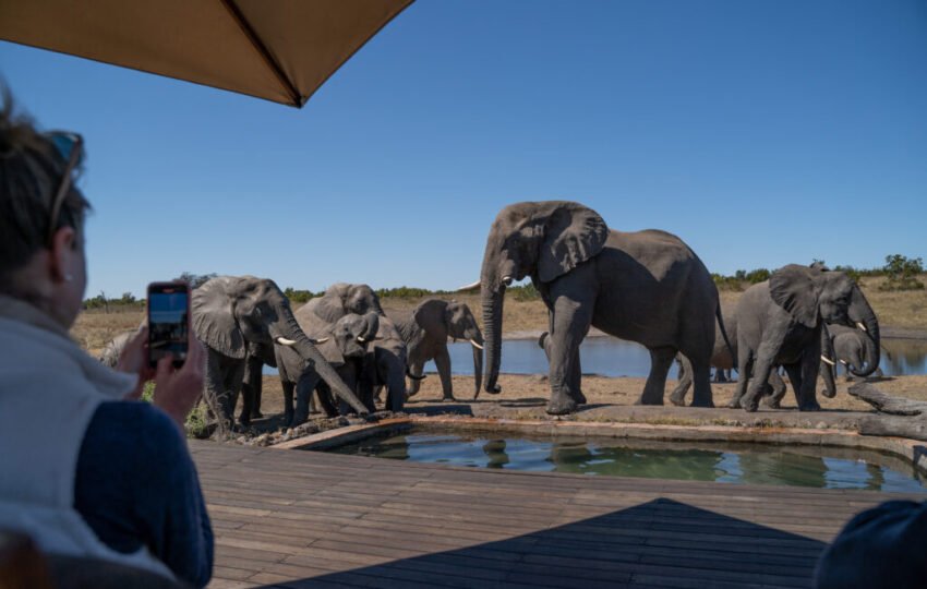 elephant at the Pool