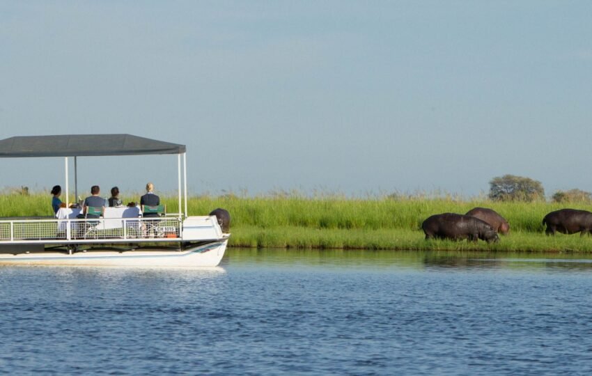 hippos on the riverbanks - chobe cruise