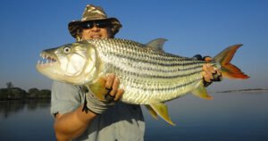 Tiger Fishing on the Zambezi-River