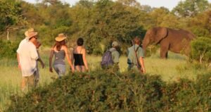WALKING SAFARI