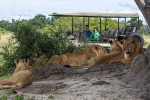 chobe day trip