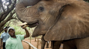 elephant encounter