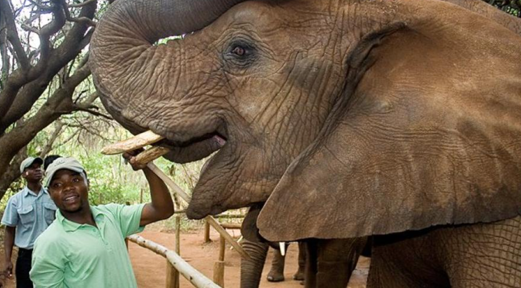 elephant encounter