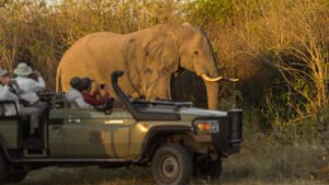 safari experience