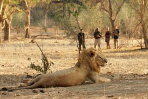 walking safari